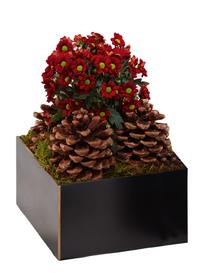 Moderne Bronze Pflanzschale - Waresa / Braun