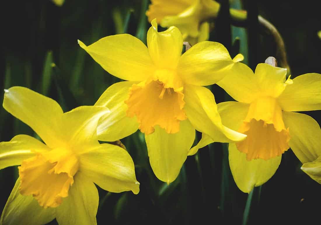 Die Narzisse ist eine beliebte Frühlingsblume auf dem Grab. 