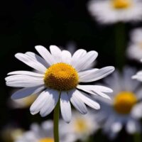 Margeriten geben einen freundlichen Akzent auf dem Grab