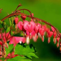 Tränendes Herz für Gräber im Frühling