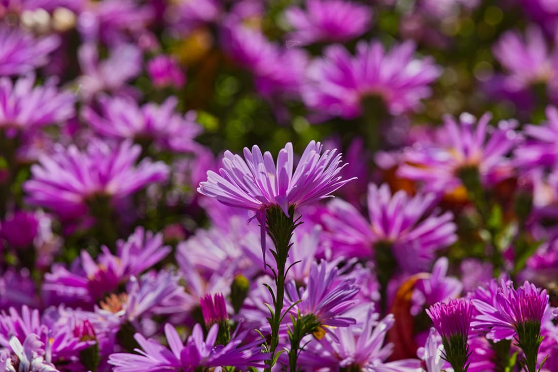 Astern als Grabbepflanzung