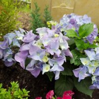 Hortensien als Grabbepflanzung