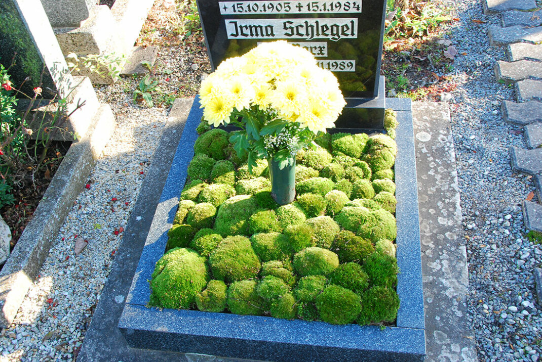 gemeiner efeu kann helfen Gemeiner Efeu (Hedera helix) | 100-125 cm im Topf