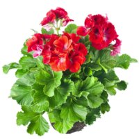 Geranien